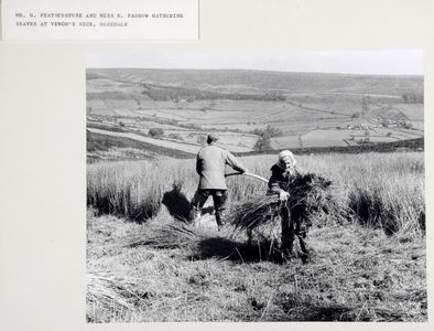 Mr G.Featherstone and Miss R.Farrow gathering seaves at Venom's Nick, Rosedale. Image used for one of the photographic illustrations in 