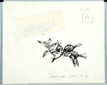 Rosehips. Original drawing used as a tailpiece in 