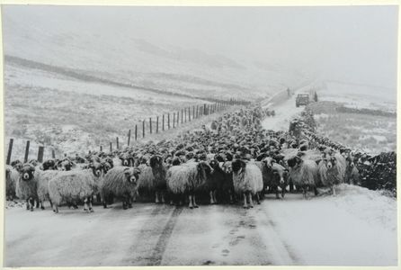 Mr R.A. and Mr J.E. Fawcett bringing sheep from Dodd Fell on Howgate above Hawes (1980). Image used for one of the photographic illustrations in 