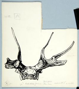 (Red Deer) Stag frontlet, Star Carr. Original drawing used in 