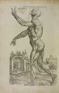 De Humani Corporis Fabrica, 1543