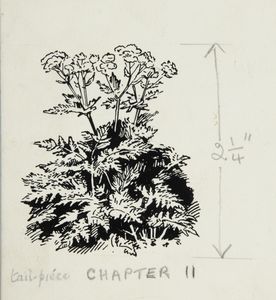 Sweet Cicely. Original drawing used for a tailpiece in 