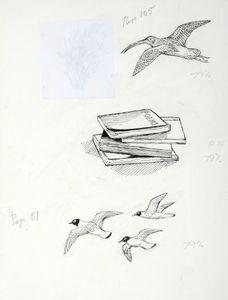 Top:curlew in flight; centre, books; below, three birds (?oystercatchers) in flight. Original drawings prepared for 