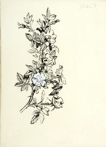 Briar rose. Original drawing used used as a tailpiece in 