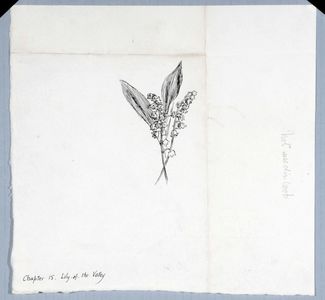 Lily-of-the-Valley, original drawing  prepared and proposed as one of the illustrations for 