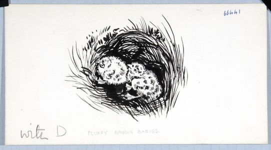 Fluffy Brown Babies' (black-headed gull nestlings). Original drawing used in 
