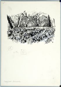 Farndale daffodils. Original drawing used in 