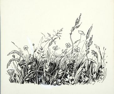 Teesdale flowers. Original drawing used in 