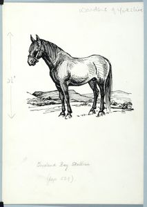 Cleveland Bay stallion. Original drawing used as a tailpiece in 